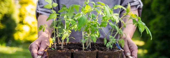 Person hält eine Holzkiste mit Tomatensetzlingen